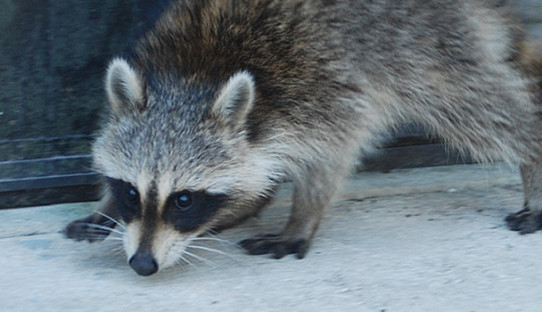 Raccoon Removal in Goshen