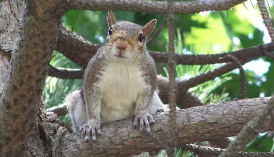 Squirrel Removal in Goshen